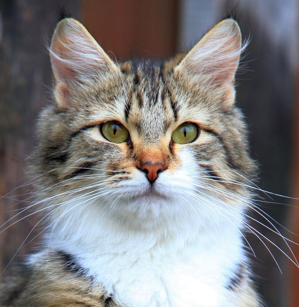 Photograph by ANDREY PERESHEIN