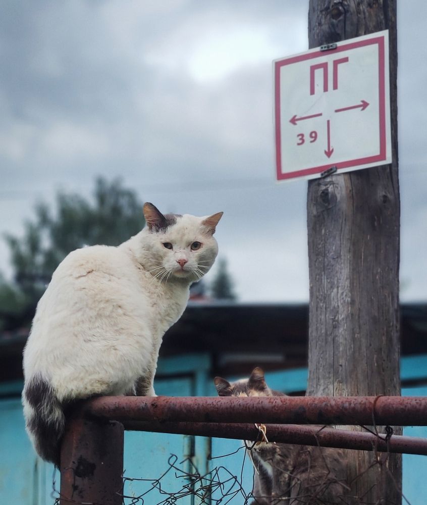 Налево пойдешь....