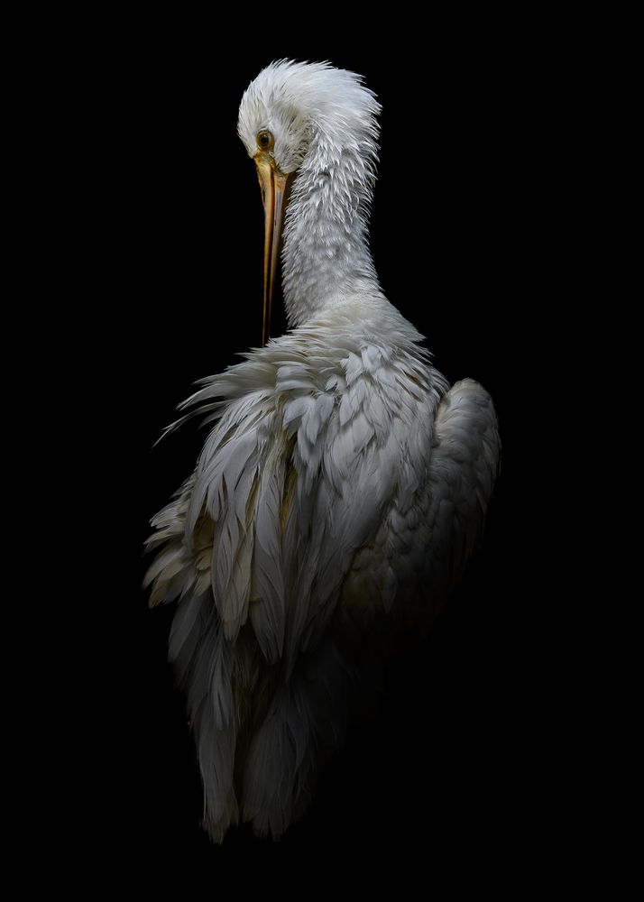 Photograph by Ilya Str