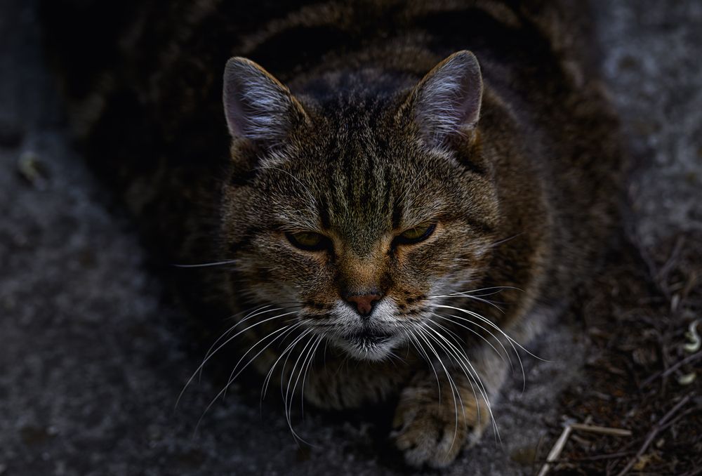 Photograph by Мария Ирешева