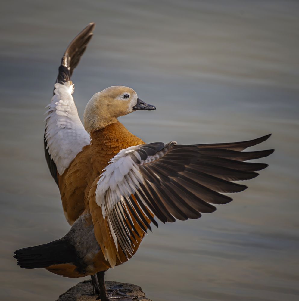 Photograph by Сергей Басов