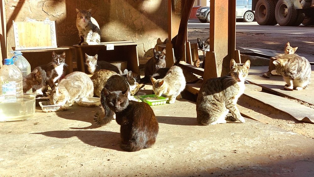 Фотография автора Максим Егоров