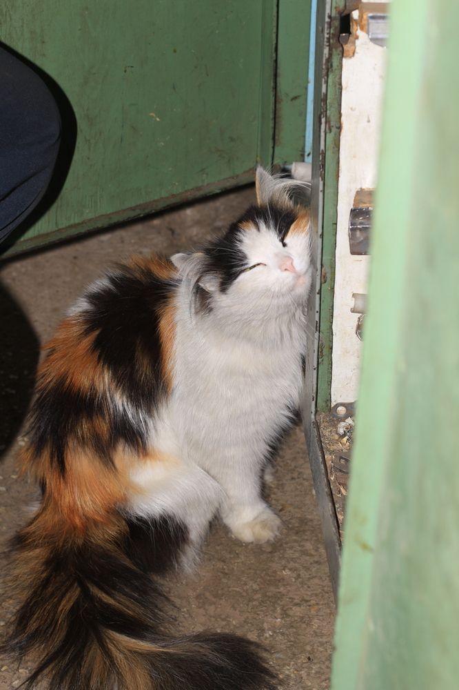 Photograph by Эдуард Петруша