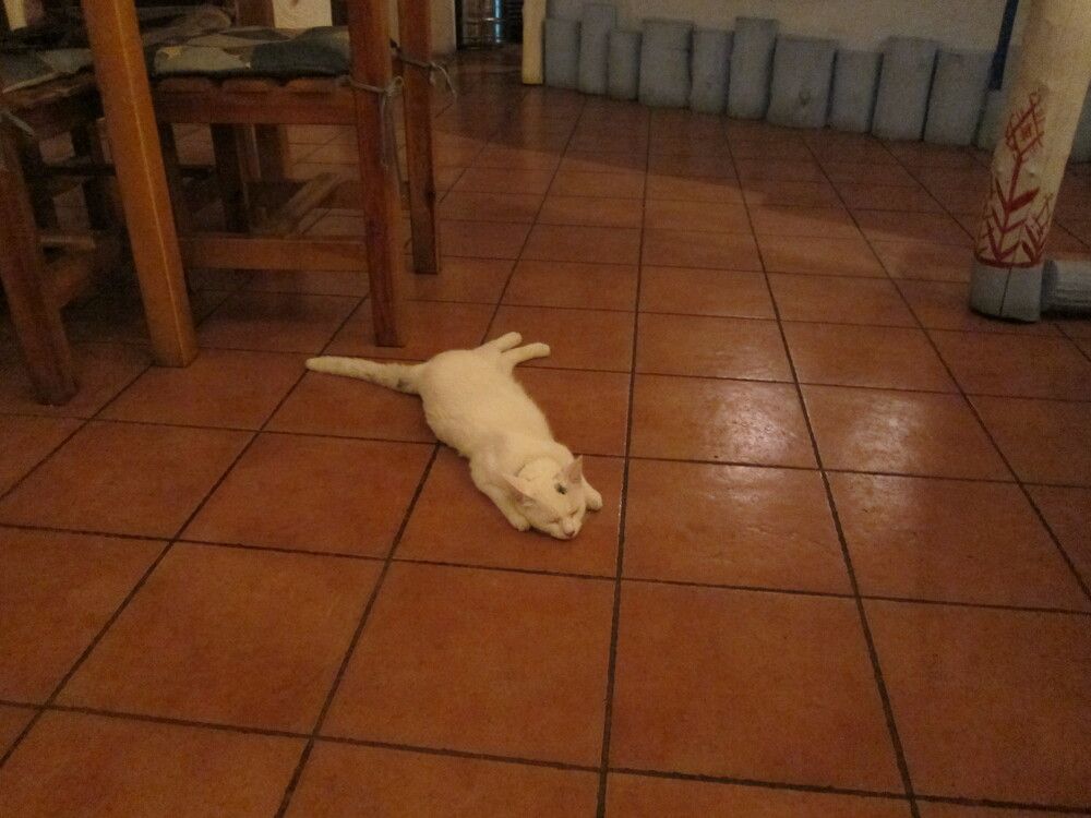 Photo #12226226
