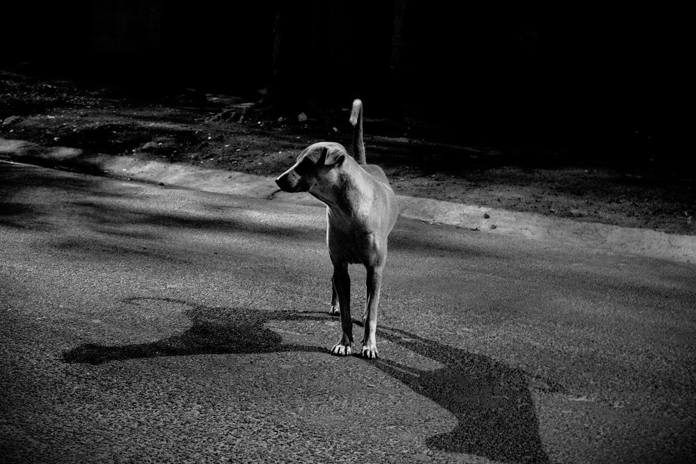 Photograph by Sudeep kumar Das