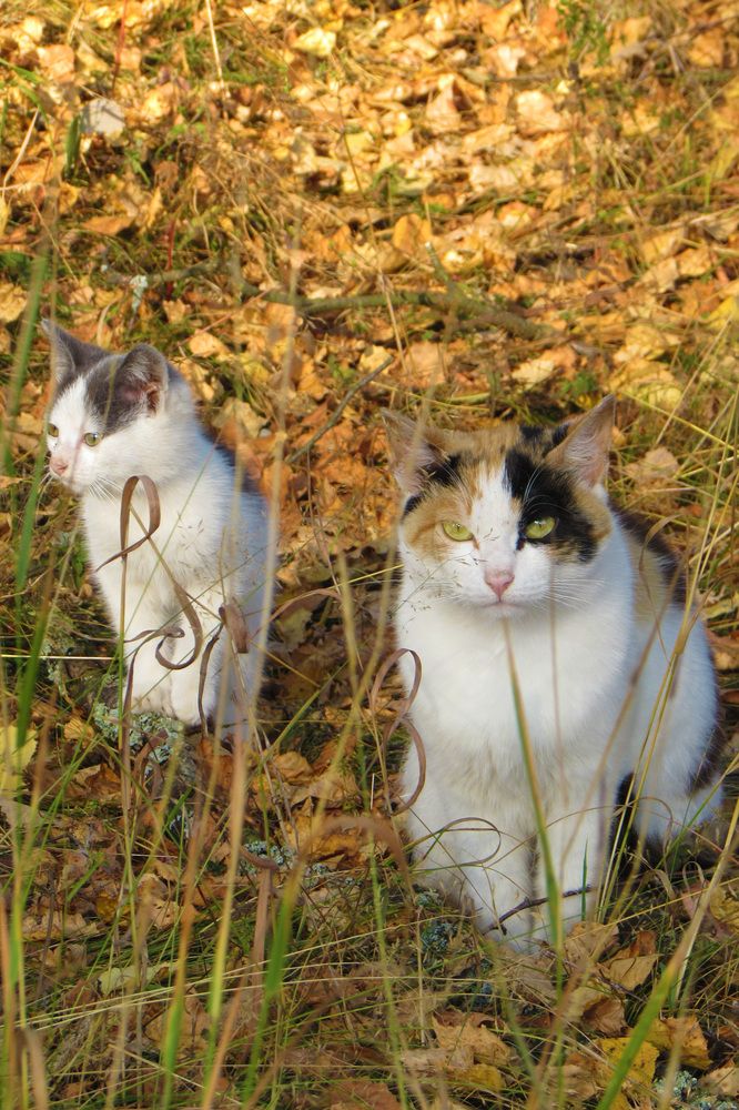 Выброшенное детство