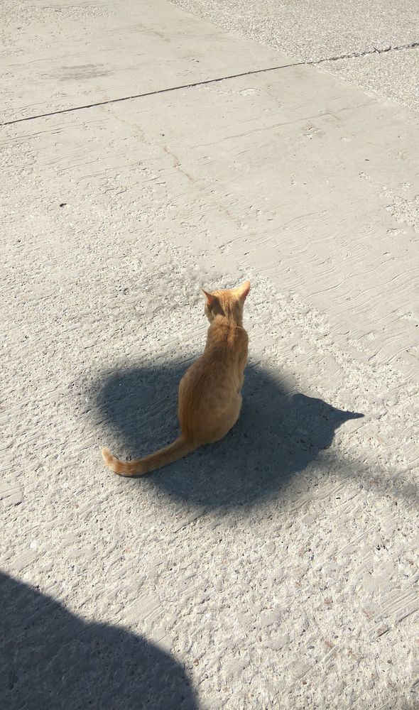 Игра с тенью