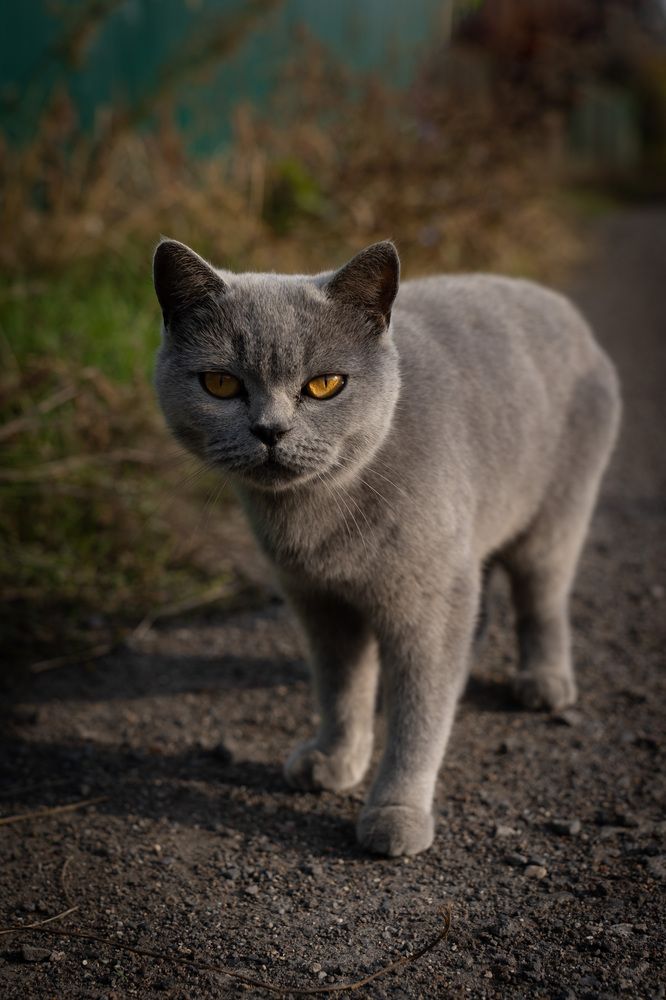 Фотография автора Светлана Зимина