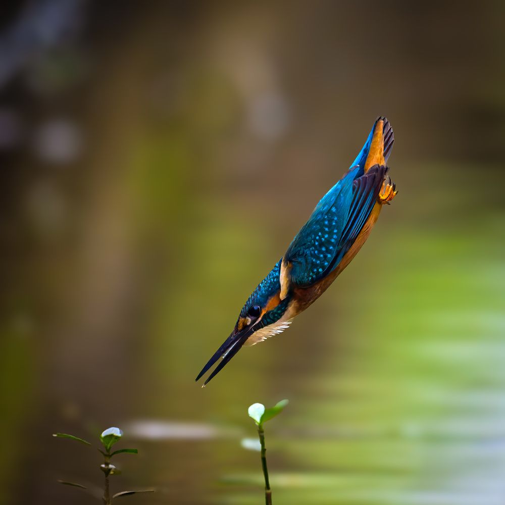 Photograph by Leo Ngo