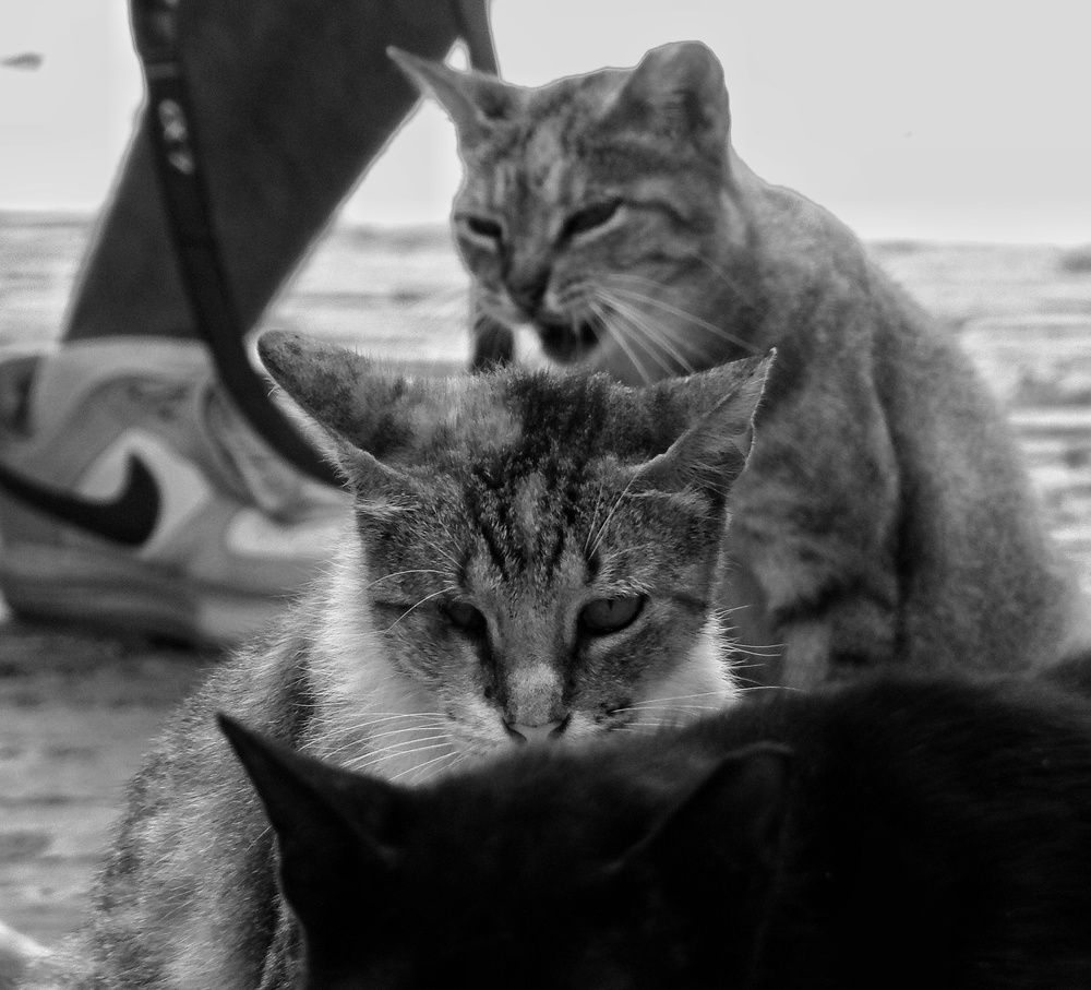 Photograph by Loraine Andrea Mariño Durañona