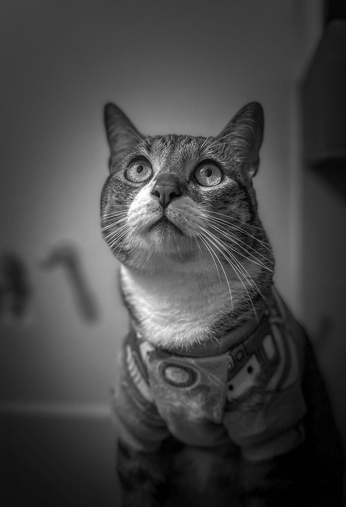 The Silent Guardian