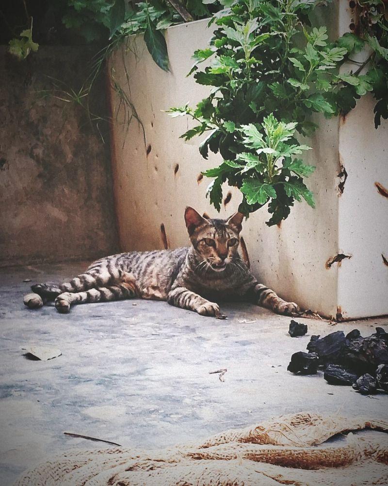 Feline Retreat(Mobile shot)