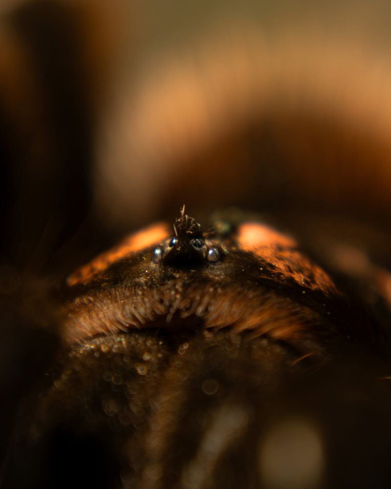 Xenesthis intermedia