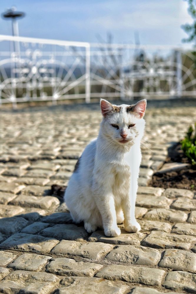 Фотография автора Роман Савин