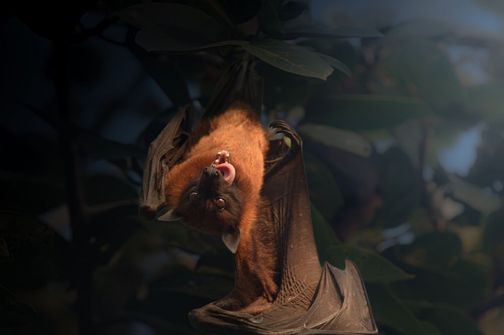 Indian flying fox