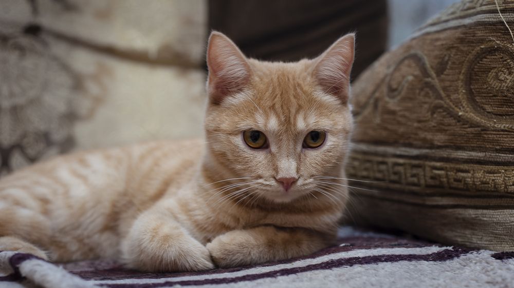 Photograph by Вадим Басов