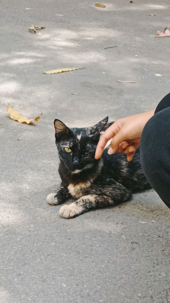 born to roar, forced to meow!