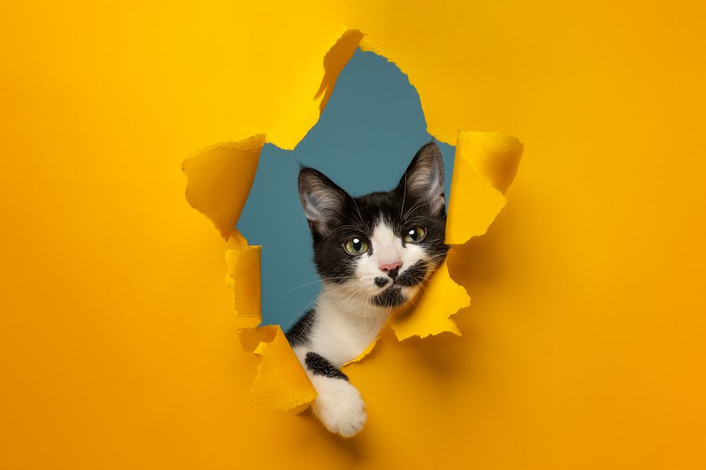 Photograph by Alessia Monaco