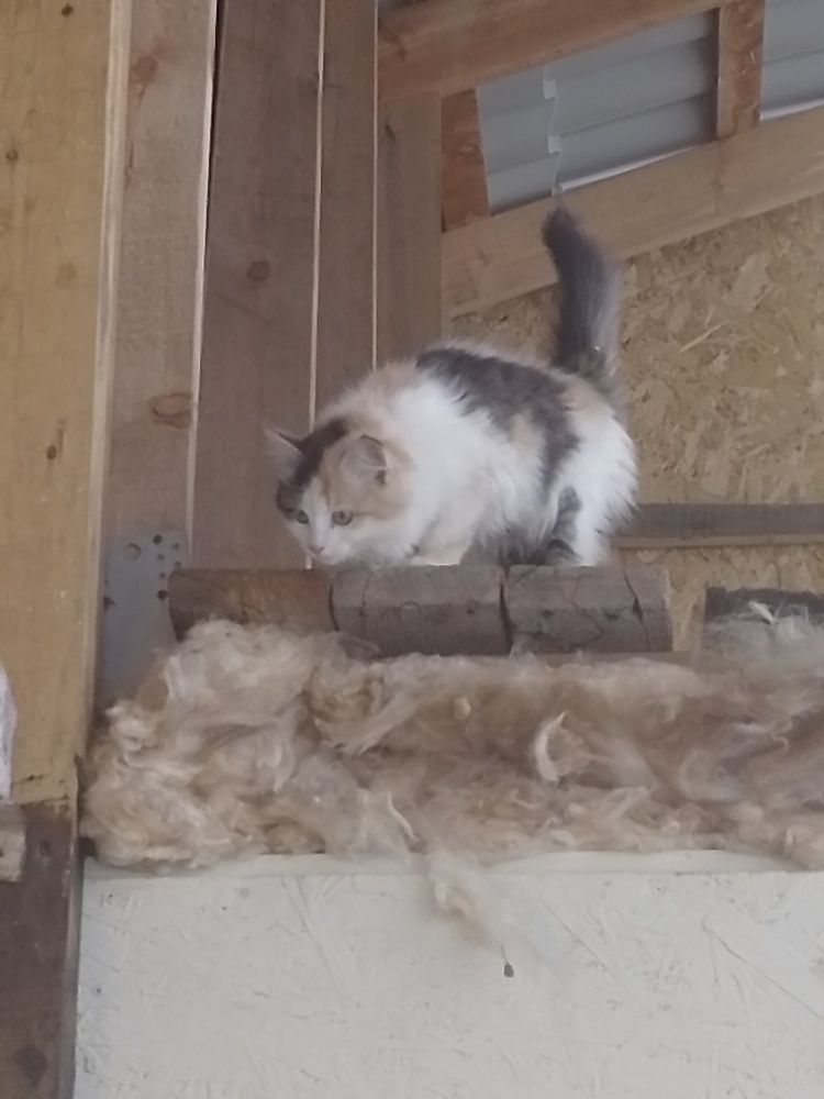 Photo #12227318