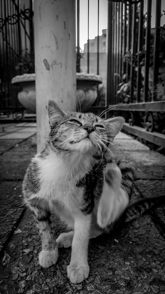 Photograph by Ehsan Fathi