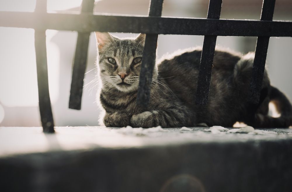 Photograph by Dionisis Velentakis