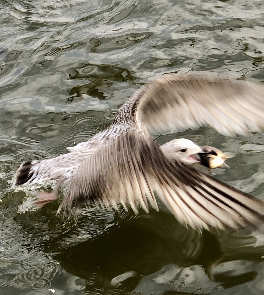 Photograph by Галина Пименова