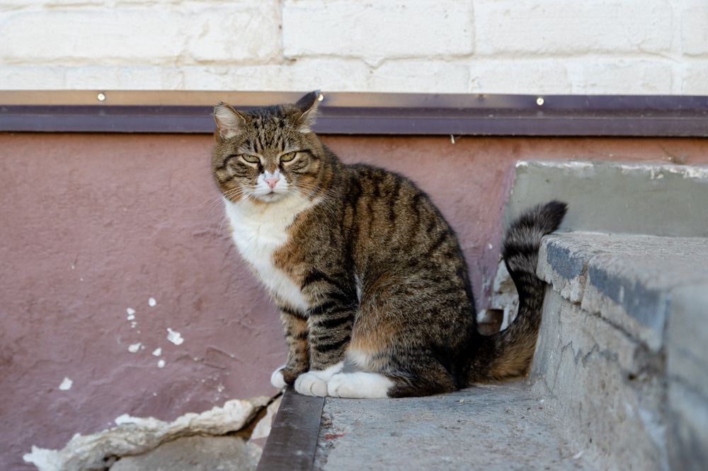 Photograph by Михаил Корнеев