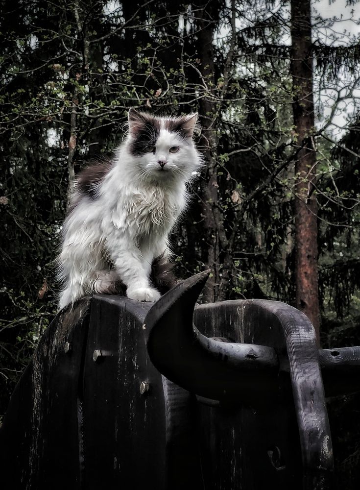 Фотография автора Максим Светличный