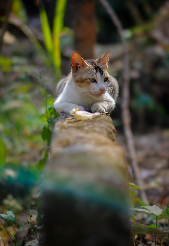 Photograph by Kalindu Ranawaka