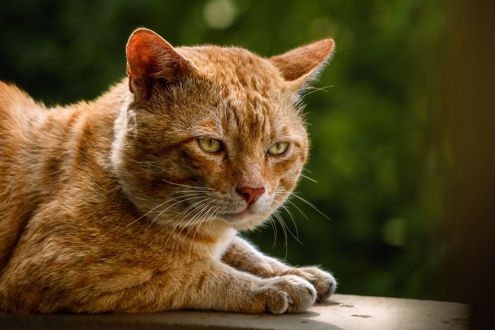 Photograph by Manjunath Acharya