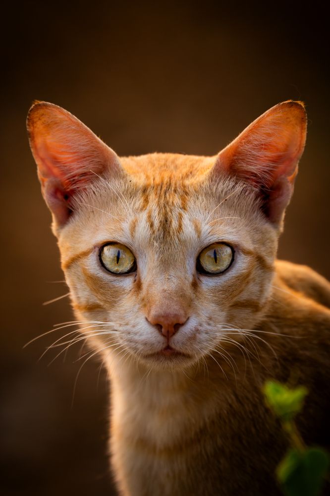 Photograph by Pranav Pula