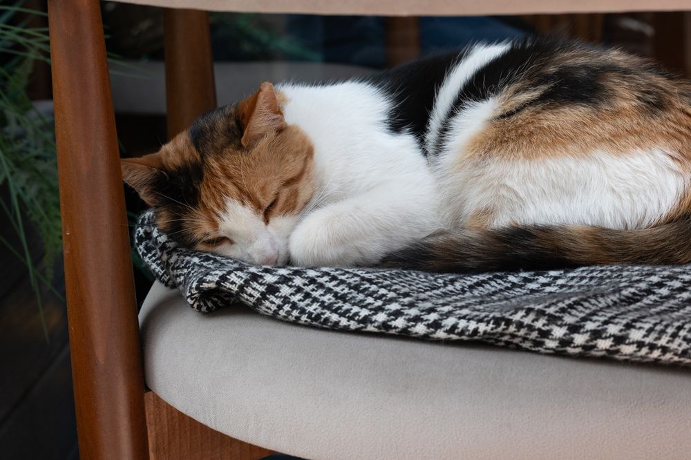 Photograph by Максим Захаров