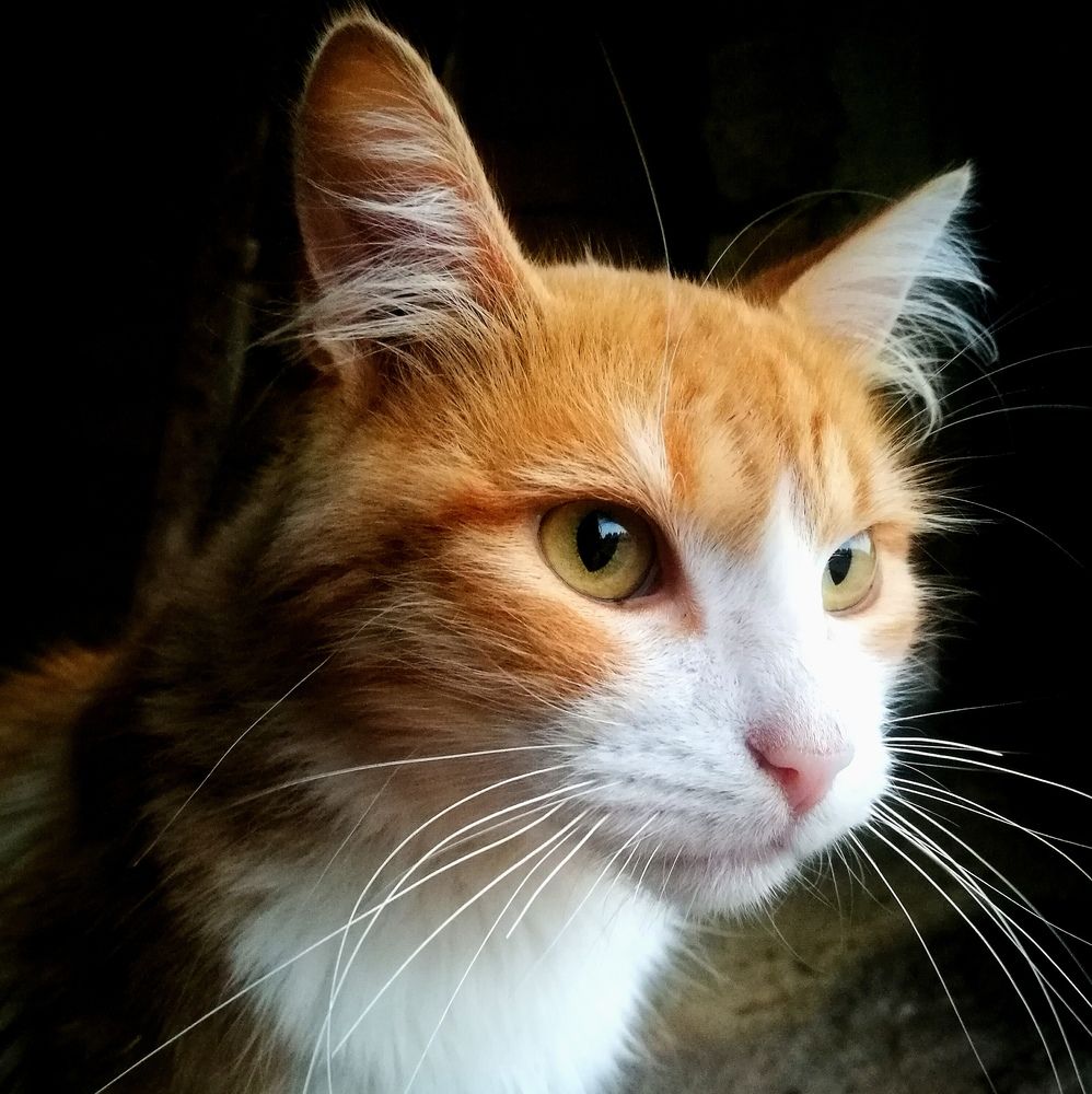 Photo #12227726