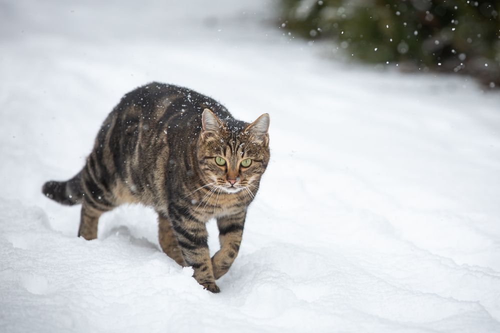 Припорошило