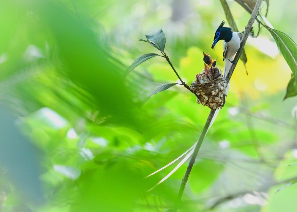 Photograph by Irene Chattopadhyay