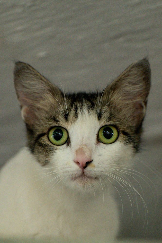 Photograph by Dinesh Sai Bhaskar