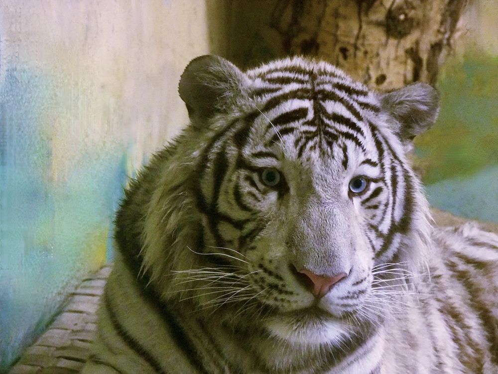 Photograph by Татьяна Шитлина