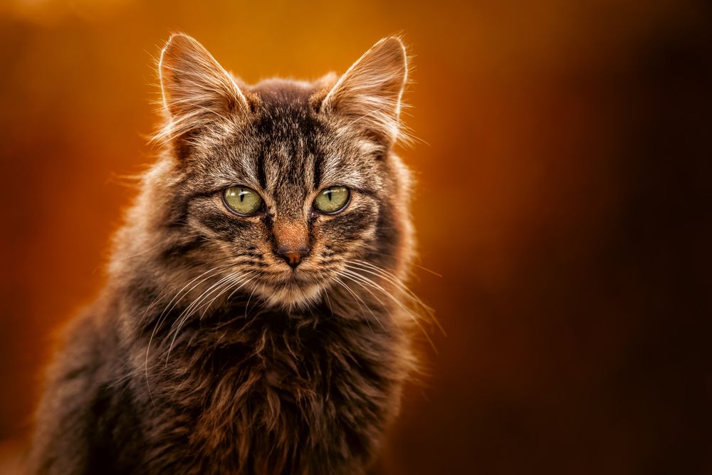 Photograph by Tamás Horváth