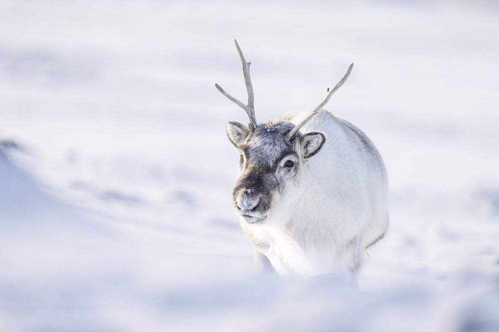 Photograph by Ruzdi Ekenheim
