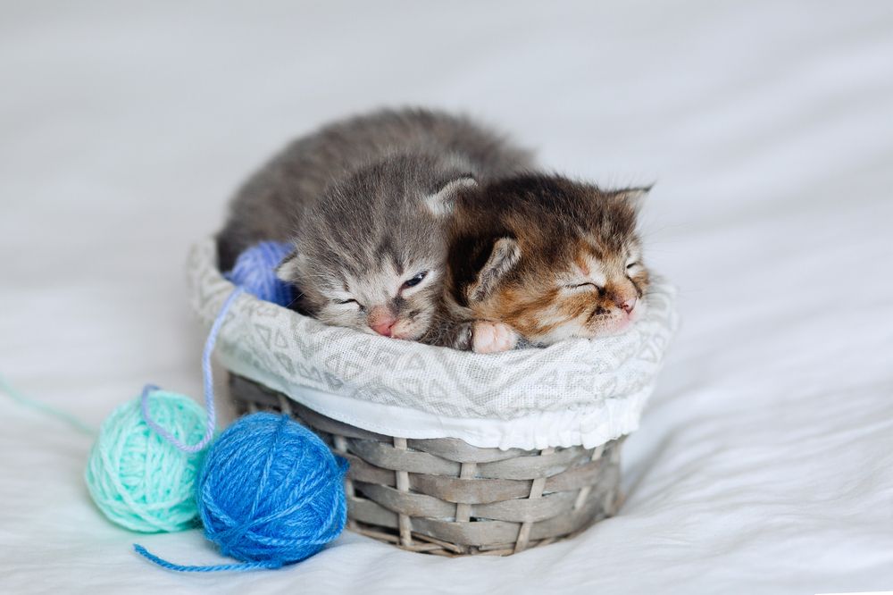 Photograph by Марина Туник