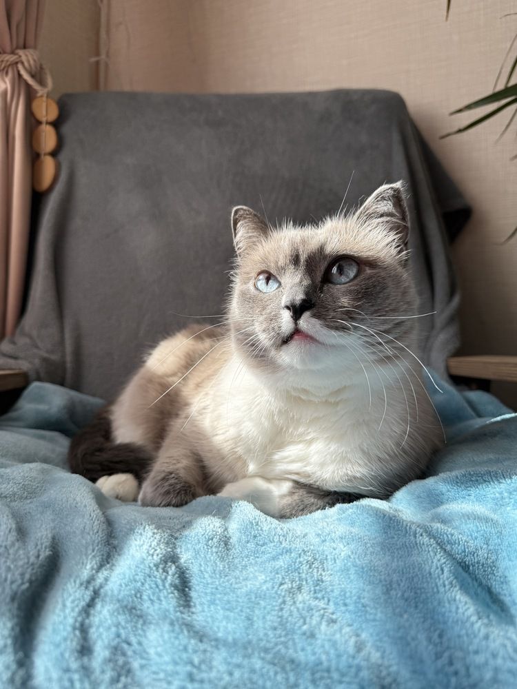 Фотография автора Ирина Павлова