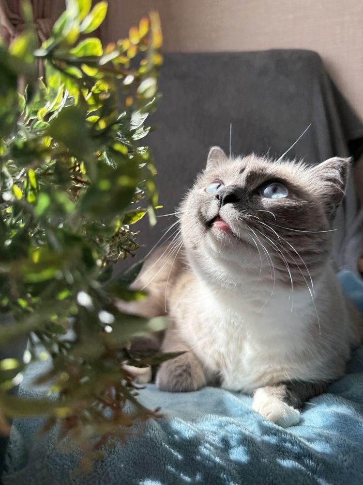 Фотография автора Ирина Павлова