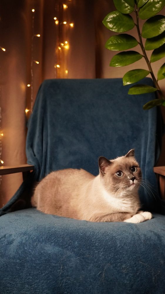 Фотография автора Ирина Павлова