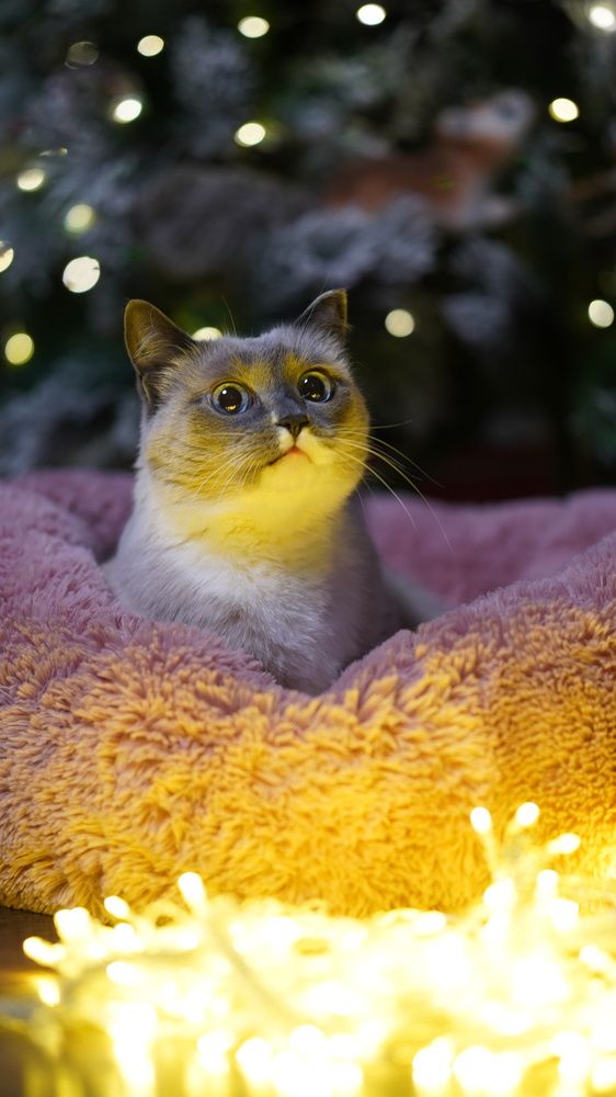 Фотография автора Ирина Павлова