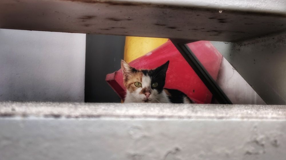 Фотография автора axilleas kampouris