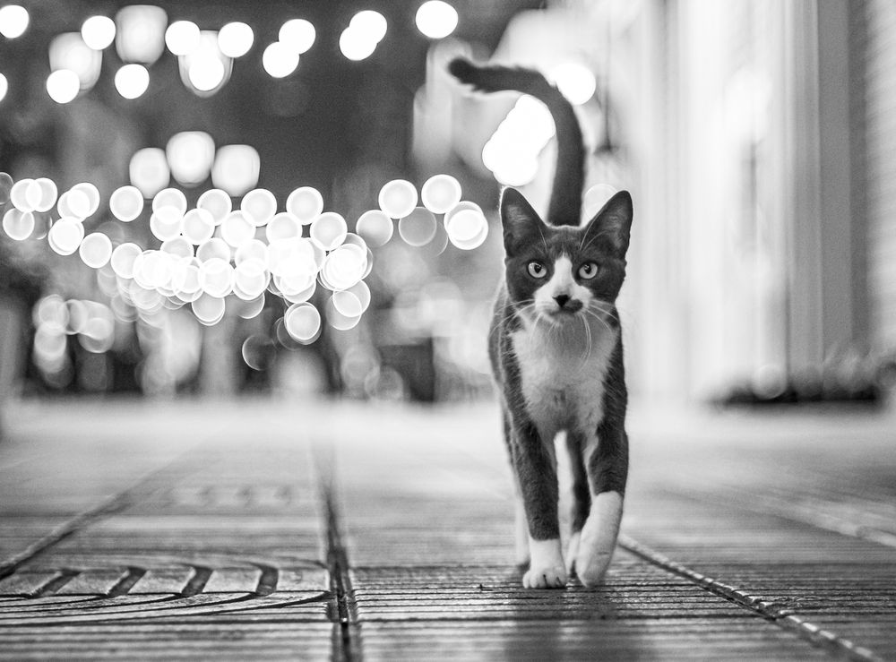 Photograph by Eddy Vittini