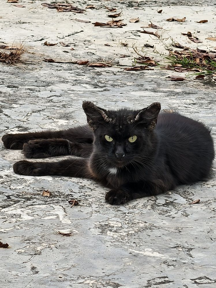 the fierce black one