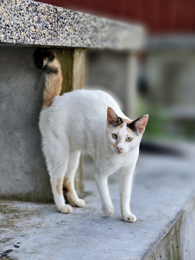 the spoiled white one