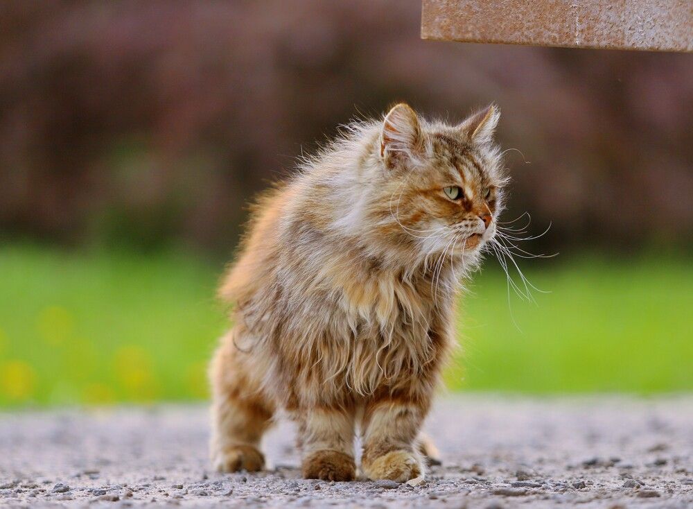 Фотография автора Илья К