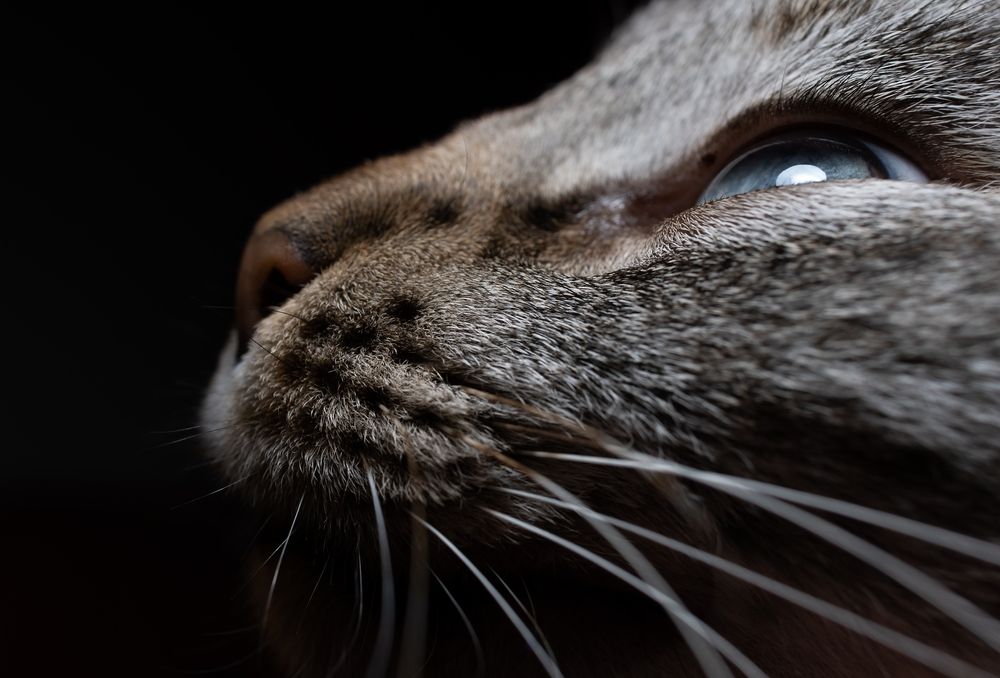 Photograph by ANDREA NIGRA